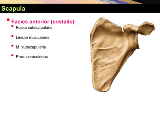 •Facies anterior (costalis):
• Fossa subscapularis
• Lineae musculares
• M. subscapularis
• Proc. coracoideus
Scapula
 