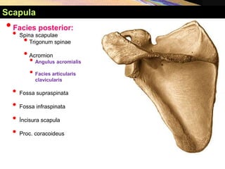 •Facies posterior:
• Spina scapulae
•Trigonum spinae
•Acromion
• Angulus acromialis
• Facies articularis
clavicularis
• Fossa supraspinata
• Fossa infraspinata
• İncisura scapula
• Proc. coracoideus
Scapula
 