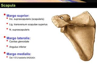•Margo suprior:
• İnc. suprascapularis (scapularis)
• Lig. transversum scapulae superius
• N. suprascapularis
•Margo lateralis:
• Cavitas glenoidale
• Angulus inferior
•Margo medialis:
• Üst 1/3’ü kaslarla örtülüdür.
Scapula
 