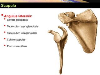 •Angulus lateralis:
• Cavitas glenoidalis
• Tuberculum supraglenoidale
• Tuberculum infraglenoidale
• Collum scapulae
• Proc. coracoideus
Scapula
 