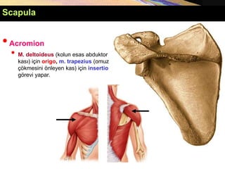 •Acromion
• M. deltoideus (kolun esas abduktor
kası) için origo, m. trapezius (omuz
çökmesini önleyen kas) için insertio
görevi yapar.
Scapula
 