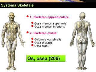 •1. Skeleton appendiculare
•Ossa membri superioris
•Ossa membri inferioris
•2. Skeleton axiale
•Columna vertebralis
•Ossa thoracis
•Ossa cranii
Os, ossa (206)
Systema Skeletale
 