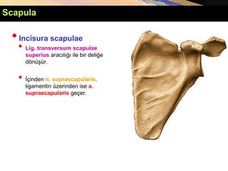 •Incisura scapulae
• Lig. transversum scapulae
superius aracılığı ile bir deliğe
dönüşür.
• İçinden n. suprascapularis,
ligamentin üzerinden ise a.
suprascapularis geçer.
Scapula
 