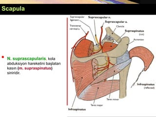 • N. suprascapularis, kola
abduksiyon hareketini başlatan
kasın (m. supraspinatus)
siniridir.
Scapula
 