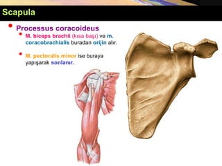 • Processus coracoideus
• M. biceps brachii (kısa başı) ve m.
coracobrachialis buradan orijin alır.
• M. pectoralis minor ise buraya
yapışarak sonlanır.
Scapula
 