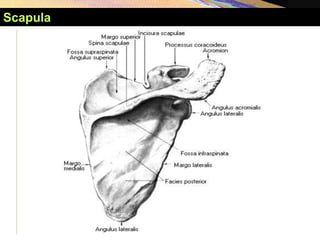 Scapula
 