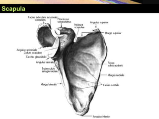Scapula
 