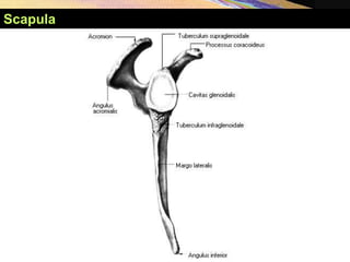 Scapula
 