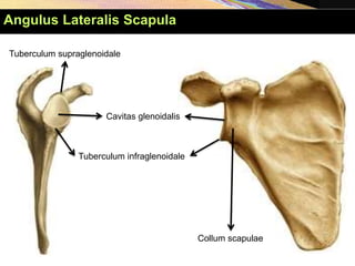 Collum scapulae
Cavitas glenoidalis
Tuberculum supraglenoidale
Tuberculum infraglenoidale
Angulus Lateralis Scapula
 