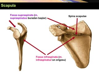 Fossa infraspinata (m.
infraspinatus’un origosu)
Spina scapulae
Fossa supraspinata (m.
supraspinatus buradan başlar)
Scapula
 