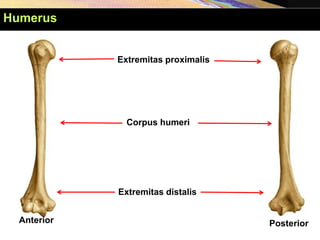 Anterior Posterior
Extremitas proximalis
Extremitas distalis
Corpus humeri
Humerus
 