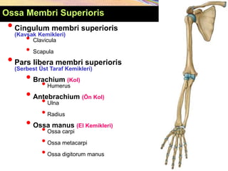 •Cingulum membri superioris
(Kavşak Kemikleri)
• Clavicula
• Scapula
•Pars libera membri superioris
(Serbest Üst Taraf Kemikleri)
• Brachium (Kol)
•Humerus
• Antebrachium (Ön Kol)
•Ulna
•Radius
• Ossa manus (El Kemikleri)
•Ossa carpi
•Ossa metacarpi
•Ossa digitorum manus
Ossa Membri Superioris
 