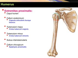 •Extremitas proximalis:
• Caput humeri
• Collum anatomicum
• Capsula articularis buraya
tutunur.
• Tuberculum majus
• Crista tuberculi majoris
• Tuberculum minus
• Crista tuberculi minoris
• Sulcus intertubercularis
• Collum chirurgicum
• Epiphysis proximalis
Humerus
 