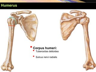 Humerus
•Corpus humeri:
• Tuberositas deltoidea
• Sulcus nervi radialis
 