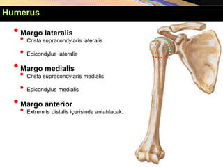 •Margo lateralis
• Crista supracondylaris lateralis
• Epicondylus lateralis
•Margo medialis
• Crista supracondylaris medialis
• Epicondylus medialis
•Margo anterior
• Extremits distalis içerisinde anlatılacak.
Humerus
 