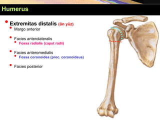 •Extremitas distalis (ön yüz)
• Margo anterior
• Facies anterolateralis
• Fossa radialis (caput radii)
• Facies anteromedialis
• Fossa coronoidea (proc. coronoideus)
• Facies posterior
Humerus
 