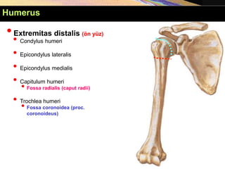 •Extremitas distalis (ön yüz)
• Condylus humeri
• Epicondylus lateralis
• Epicondylus medialis
• Capitulum humeri
• Fossa radialis (caput radii)
• Trochlea humeri
• Fossa coronoidea (proc.
coronoideus)
Humerus
 