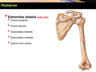 Humerus
•Extremitas distalis (arka yüz)
• Facies posterior
• Fossa olecrani
• Epicondylus lateralis
• Epicondylus medialis
• Sulcus nervi ulnaris
 