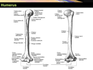 Humerus
 