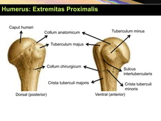 Ventral (anterior)
Dorsal (posterior)
Caput humeri
Collum anatomicum
Tuberculum majus
Collum chirurgicum
Tuberculum minus
Sulcus
intertubercularis
Crista tuberculi majoris Crista tuberculi
minoris
Humerus: Extremitas Proximalis
 