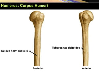 Posterior Anterior
Tuberositas deltoidea
Sulcus nervi radialis
Humerus: Corpus Humeri
 