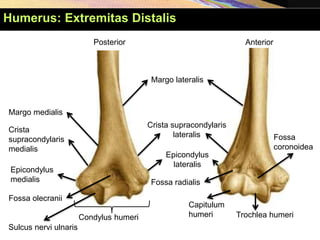 Condylus humeri
Posterior Anterior
Margo lateralis
Crista supracondylaris
lateralis
Epicondylus
lateralis
Fossa radialis
Capitulum
humeri Trochlea humeri
Fossa
coronoidea
Epicondylus
medialis
Crista
supracondylaris
medialis
Margo medialis
Fossa olecranii
Sulcus nervi ulnaris
Humerus: Extremitas Distalis
 