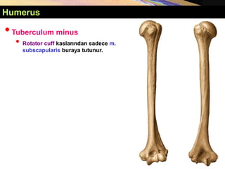 Humerus
•Tuberculum minus
• Rotator cuff kaslarından sadece m.
subscapularis buraya tutunur.
 