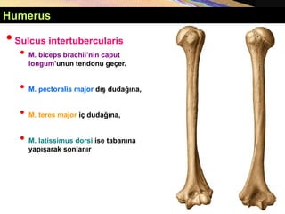 Humerus
•Sulcus intertubercularis
• M. biceps brachii’nin caput
longum’unun tendonu geçer.
• M. pectoralis major dış dudağına,
• M. teres major iç dudağına,
• M. latissimus dorsi ise tabanına
yapışarak sonlanır
 