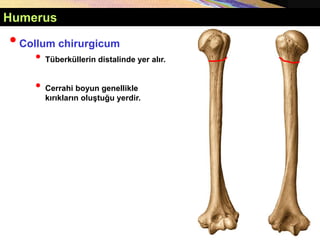 •Collum chirurgicum
• Tüberküllerin distalinde yer alır.
• Cerrahi boyun genellikle
kırıkların oluştuğu yerdir.
Humerus
 