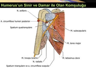 Humerus’un Sinir ve Damar ile Olan Komşuluğu
N. axillaris
Spatium quadranqulare
A. circumflexa humeri posterior
M. triceps brachii
Spatium trianqulare ve a. circumflexa scapula
N. radialis
M. subscapularis
M. teres major
M. latissimus dorsi
 