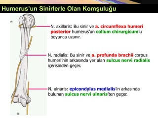 Humerus’un Sinirlerle Olan Komşuluğu
N. axillaris: Bu sinir ve a. circumflexa humeri
posterior humerus’un collum chirurgicum’u
boyunca uzanır.
N. radialis: Bu sinir ve a. profunda brachii corpus
humeri’nin arkasında yer alan sulcus nervi radialis
içerisinden geçer.
N. ulnaris: epicondylus medialis’in arkasında
bulunan sulcus nervi ulnaris’ten geçer.
 