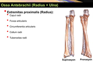 •Extremitas proximalis (Radius):
• Caput radii
• Fovea articularis
• Circumferentia articularis
• Collum radii
• Tuberositas radii
Supinasyon Pronasyon
Ossa Antebrachii (Radius + Ulna)
 