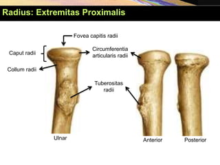 Anterior Posterior
Ulnar
Caput radii
Collum radii
Fovea capitis radii
Circumferentia
articularis radii
Tuberositas
radii
Radius: Extremitas Proximalis
 