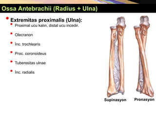 Supinasyon Pronasyon
Ossa Antebrachii (Radius + Ulna)
•Extremitas proximalis (Ulna):
• Proximal ucu kalın, distal ucu incedir.
• Olecranon
• İnc. trochlearis
• Proc. coronoideus
• Tuberositas ulnae
• İnc. radialis
 