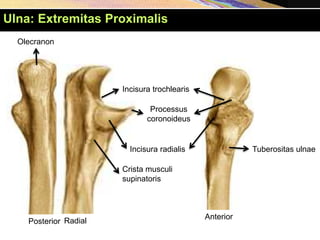 Olecranon
Posterior Radial
Anterior
Incisura trochlearis
Processus
coronoideus
Tuberositas ulnae
Incisura radialis
Crista musculi
supinatoris
Ulna: Extremitas Proximalis
 