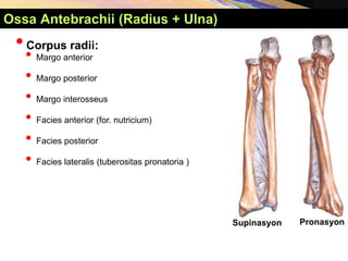 •Corpus radii:
• Margo anterior
• Margo posterior
• Margo interosseus
• Facies anterior (for. nutricium)
• Facies posterior
• Facies lateralis (tuberositas pronatoria )
Supinasyon Pronasyon
Ossa Antebrachii (Radius + Ulna)
 