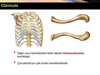 • Diğer uzun kemiklerden farklı olarak intramembranöz
kemikleşir.
• Çocuklarda en çok kırılan kemiklerdendir.
Clavicula
 