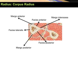 Facies anterior
Facies posterior
Facies lateralis
Margo interossea
Margo anterior
Margo posterior
Radius: Corpus Radius
 