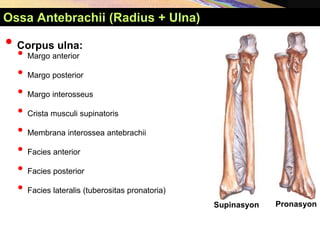 Supinasyon Pronasyon
Ossa Antebrachii (Radius + Ulna)
• Corpus ulna:
• Margo anterior
• Margo posterior
• Margo interosseus
• Crista musculi supinatoris
• Membrana interossea antebrachii
• Facies anterior
• Facies posterior
• Facies lateralis (tuberositas pronatoria)
 
