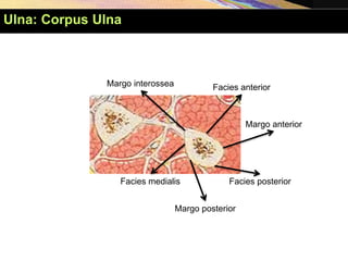 Facies anterior
Facies posterior
Facies medialis
Margo interossea
Margo anterior
Margo posterior
Ulna: Corpus Ulna
 