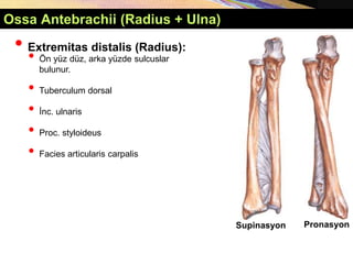 Supinasyon Pronasyon
Ossa Antebrachii (Radius + Ulna)
• Extremitas distalis (Radius):
• Ön yüz düz, arka yüzde sulcuslar
bulunur.
• Tuberculum dorsal
• İnc. ulnaris
• Proc. styloideus
• Facies articularis carpalis
 