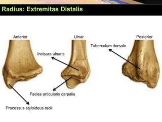 Anterior Posterior
Ulnar
Processus styloideus radii
Facies articularis carpalis
Incisura ulnaris
Tuberculum dorsale
Radius: Extremitas Distalis
 