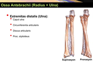 Supinasyon Pronasyon
Ossa Antebrachii (Radius + Ulna)
• Extremitas distalis (Ulna):
• Caput ulna
• Circumferentia articularis
• Discus articularis
• Proc. styloideus
 