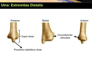 Anterior
Posterior Radial
Caput ulnae
Processus styloideus ulnae
Circumferentia
articularis
Ulna: Extremitas Distalis
 