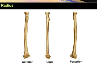 Anterior Posterior
Ulnar
Radius
 