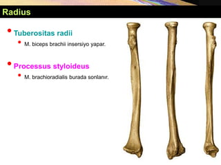 •Tuberositas radii
• M. biceps brachii insersiyo yapar.
•Processus styloideus
• M. brachioradialis burada sonlanır.
Radius
 