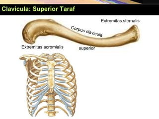 Extremitas sternalis
Extremitas acromialis superior
Clavicula: Superior Taraf
 