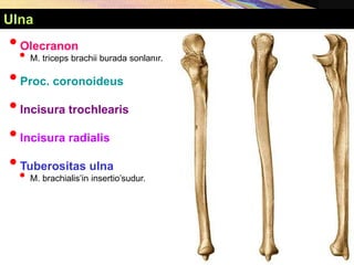 •Olecranon
• M. triceps brachii burada sonlanır.
•Proc. coronoideus
•Incisura trochlearis
•Incisura radialis
•Tuberositas ulna
• M. brachialis’in insertio’sudur.
Ulna
 
