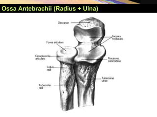 Ossa Antebrachii (Radius + Ulna)
 