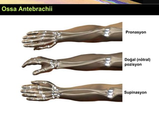 Doğal (nötral)
pozisyon
Ossa Antebrachii
Supinasyon
Pronasyon
 